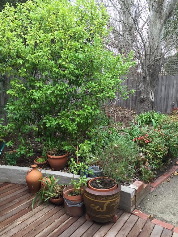 Garden Cottage St Kilda Melbourne Kültér fotó